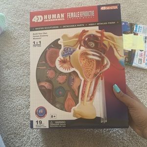 Human Anatomy Reproductive System Model